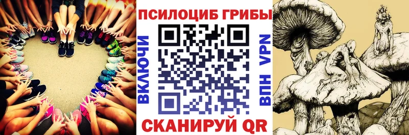 где купить наркоту  блэк спрут рабочий сайт  Псилоцибиновые грибы Cubensis  Медногорск 